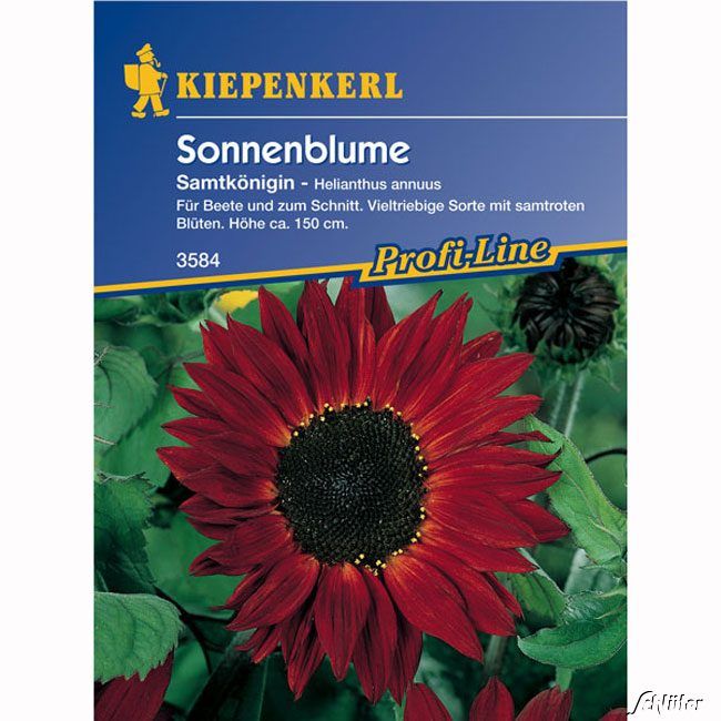 Blumensamen - Sonnenblume 'Samtkönigin' - Helianthus annuus