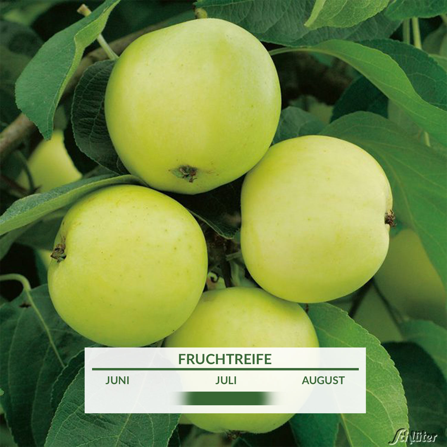 Weißer | - der GARTEN SCHLÜTER Klarapfel Befruchter Augustapfel - perfekte Malus Äpfel -