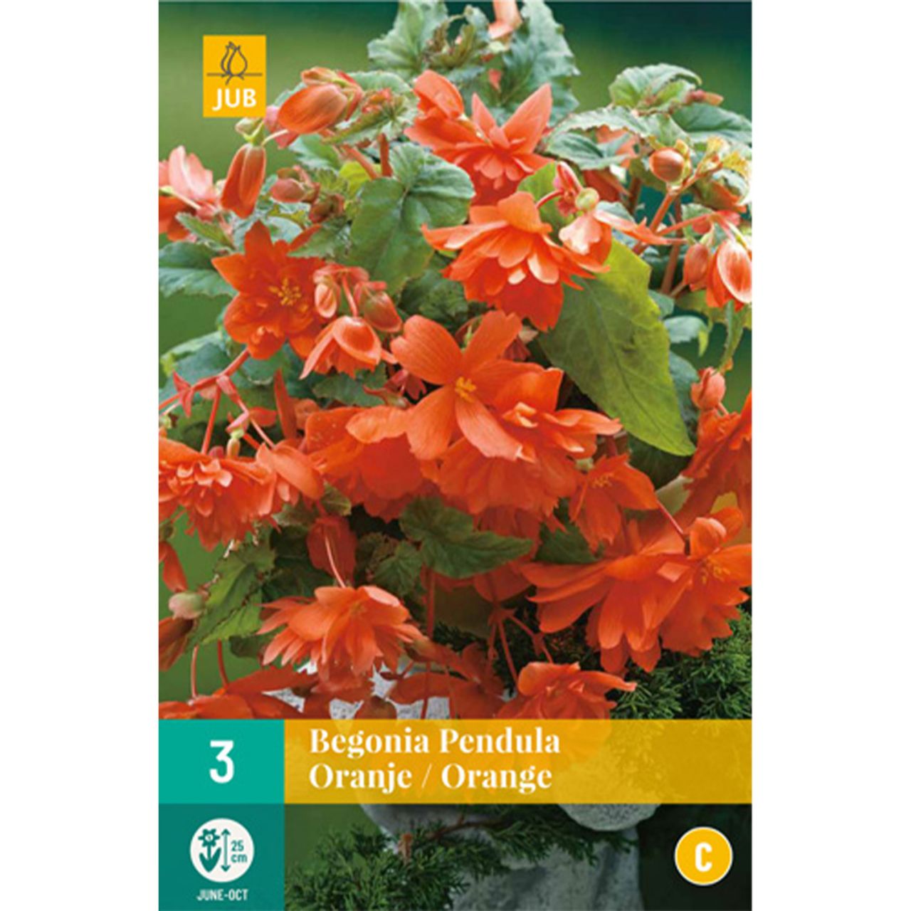 Kategorie <b>Frühlings-Blumenzwiebeln </b> - Hängebegonie 'Pendula Orange' - 3 Stück - Begonia