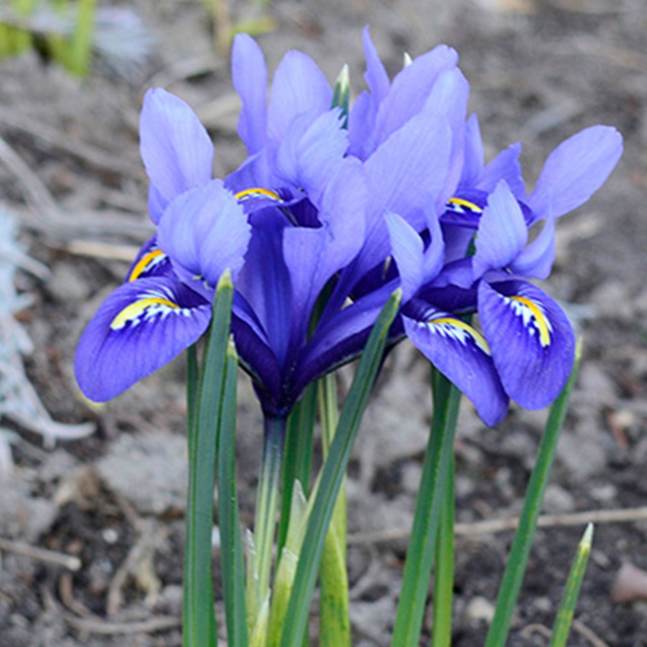 Kategorie <b>Herbst-Blumenzwiebeln </b> - Blaue Zwergiris 'Harmony' - 15 Stück - Iris reticulata