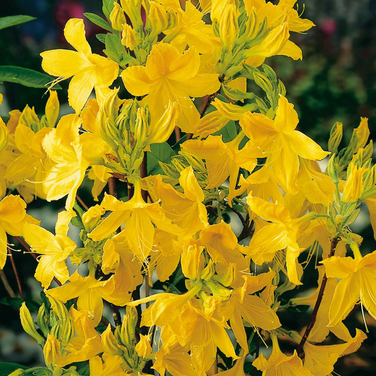 Kategorie <b>Azaleen </b> - Duftazalee 'Goldtopas' - Rhododendron luteum 'Goldtopas'