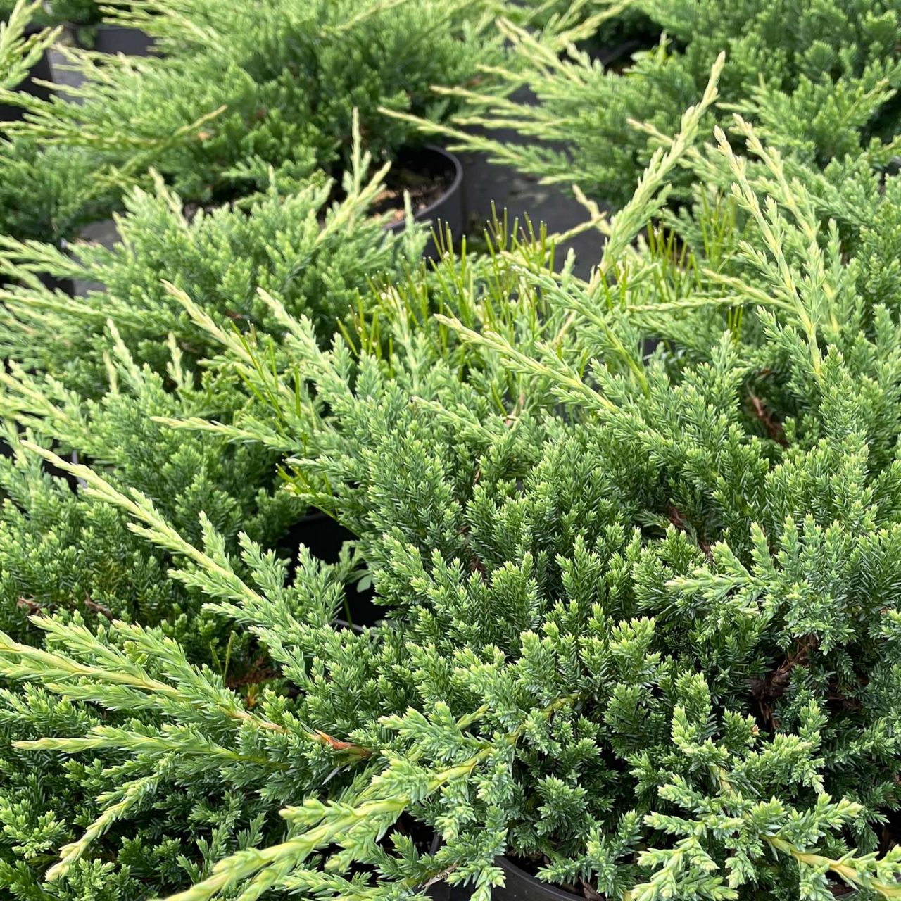 Teppichwacholder 'Prince of Wales' - Juniperus horizontalis 'Prince of Wales'