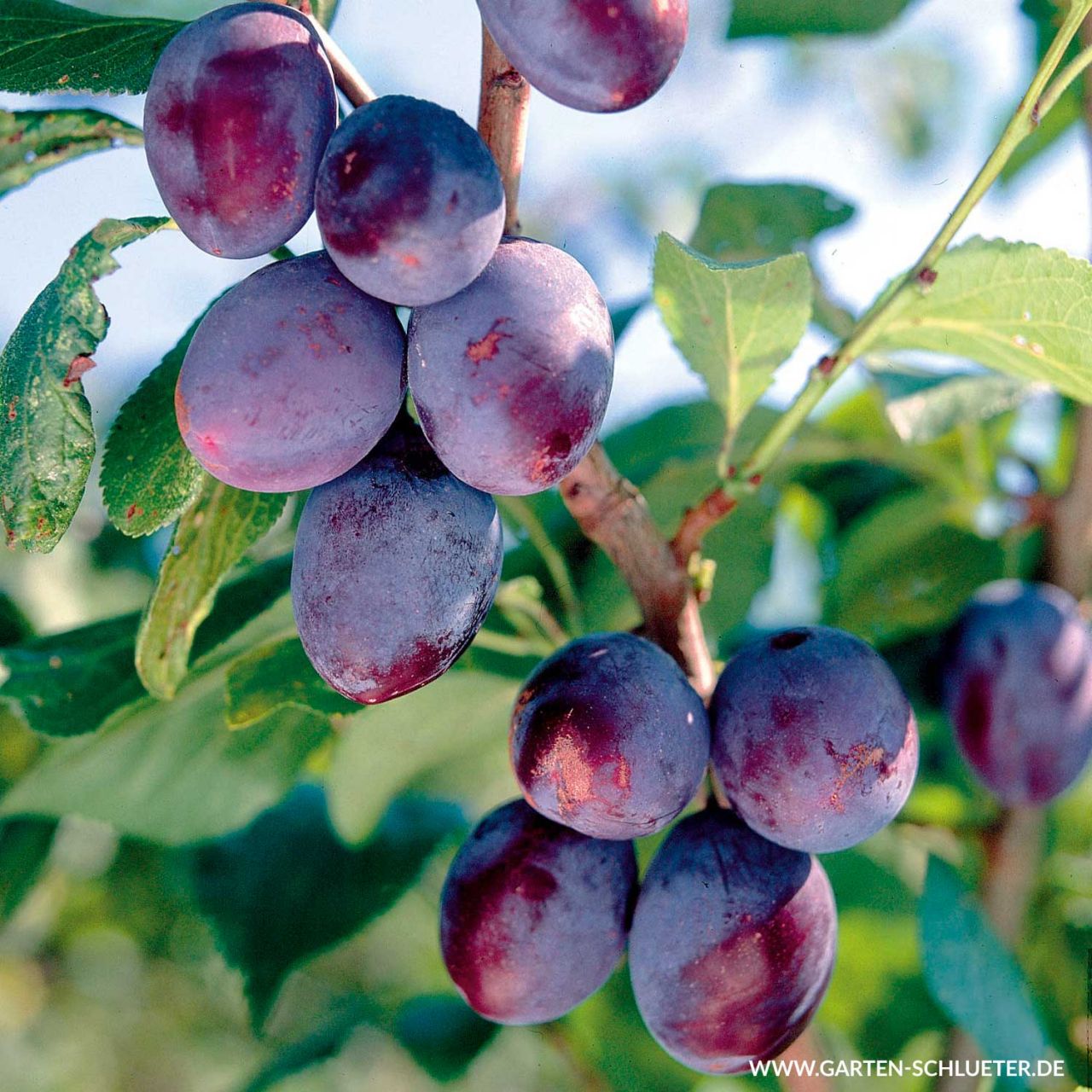Kategorie <b>Pflaumen und Zwetschgen </b> - Zwetsche 'Jojo ®' - Prunus domestica 'Jojo'