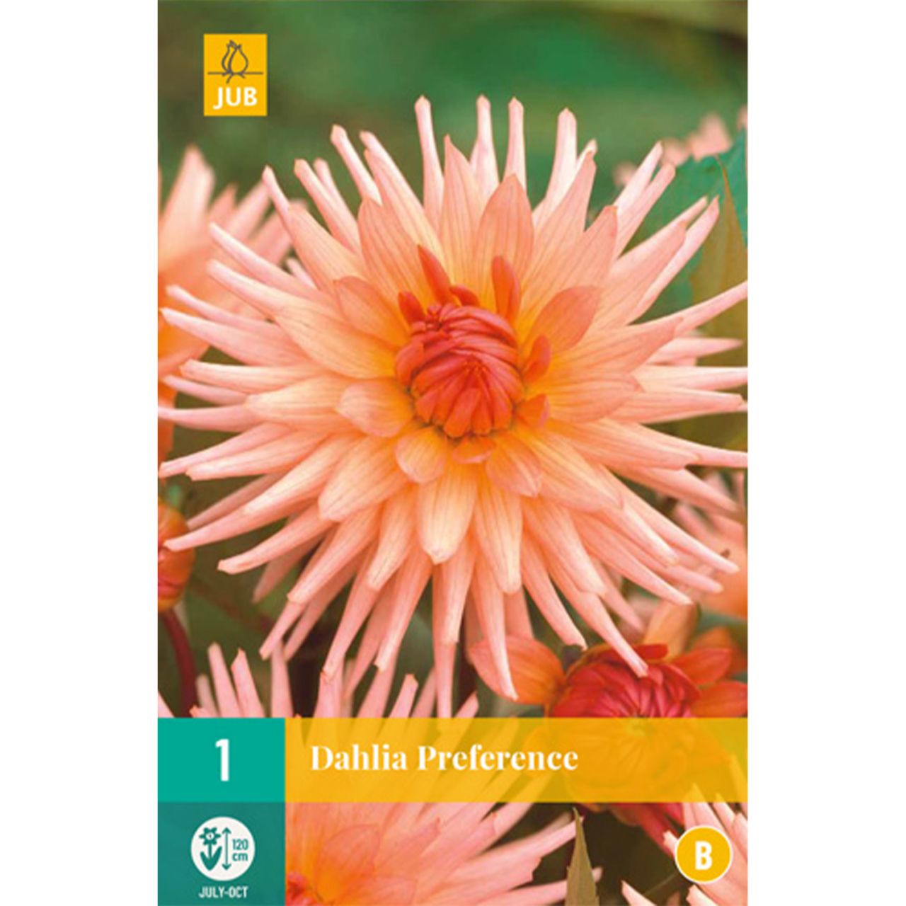 Kategorie <b>Frühlings-Blumenzwiebeln </b> - Kaktusdahlie 'Preference' - Dahlia x hybrida