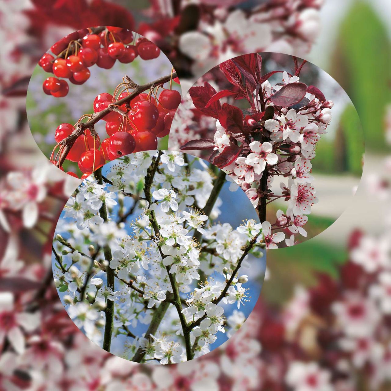 Kategorie <b>Laubbäume </b> - Frühjahrsblüher-SET - 