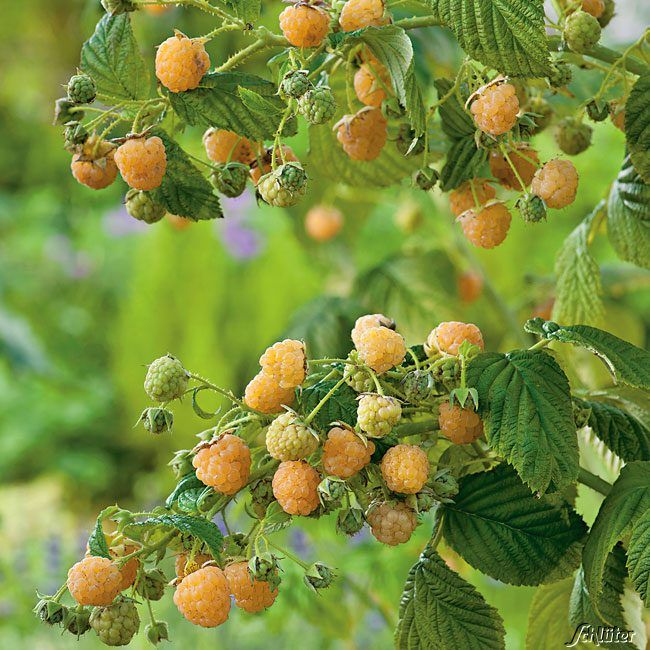 Kategorie <b>Beeren </b> - Säulen-Himbeere 'Twotimer® Gelbe Sugana®' - Rubus idaeus