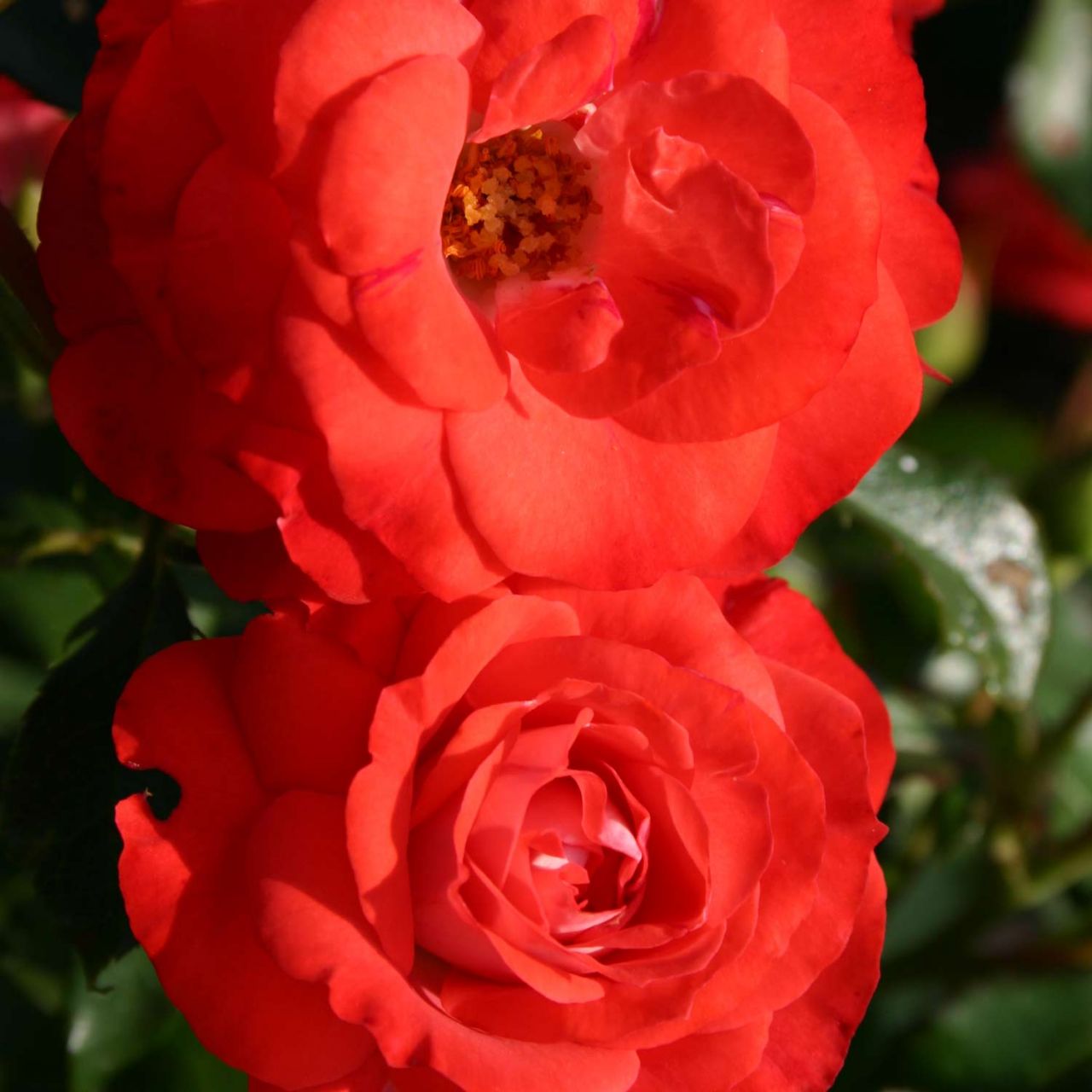 Kategorie <b>Beetrosen </b> - Beetrose 'Planten un Blomen®' - ADR-Rose - Rosa 'Planten un Blomen®'