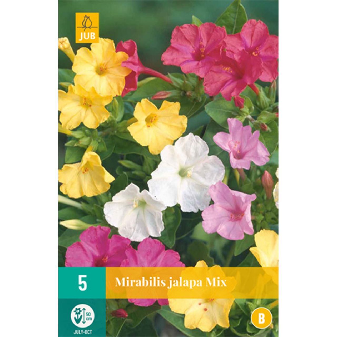 Kategorie <b>Frühlings-Blumenzwiebeln </b> - Wunderblumen - 5 Stück - Mirabilis Jalapa