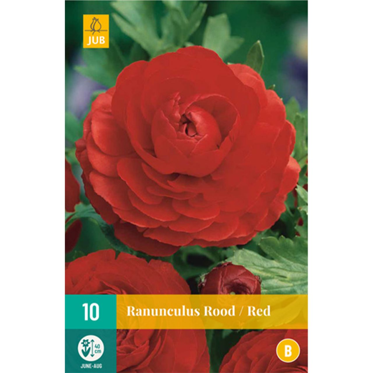 Kategorie <b>Frühlings-Blumenzwiebeln </b> - Ranunkeln 'Red' - 10 Stück - Ranunculus 'Red'