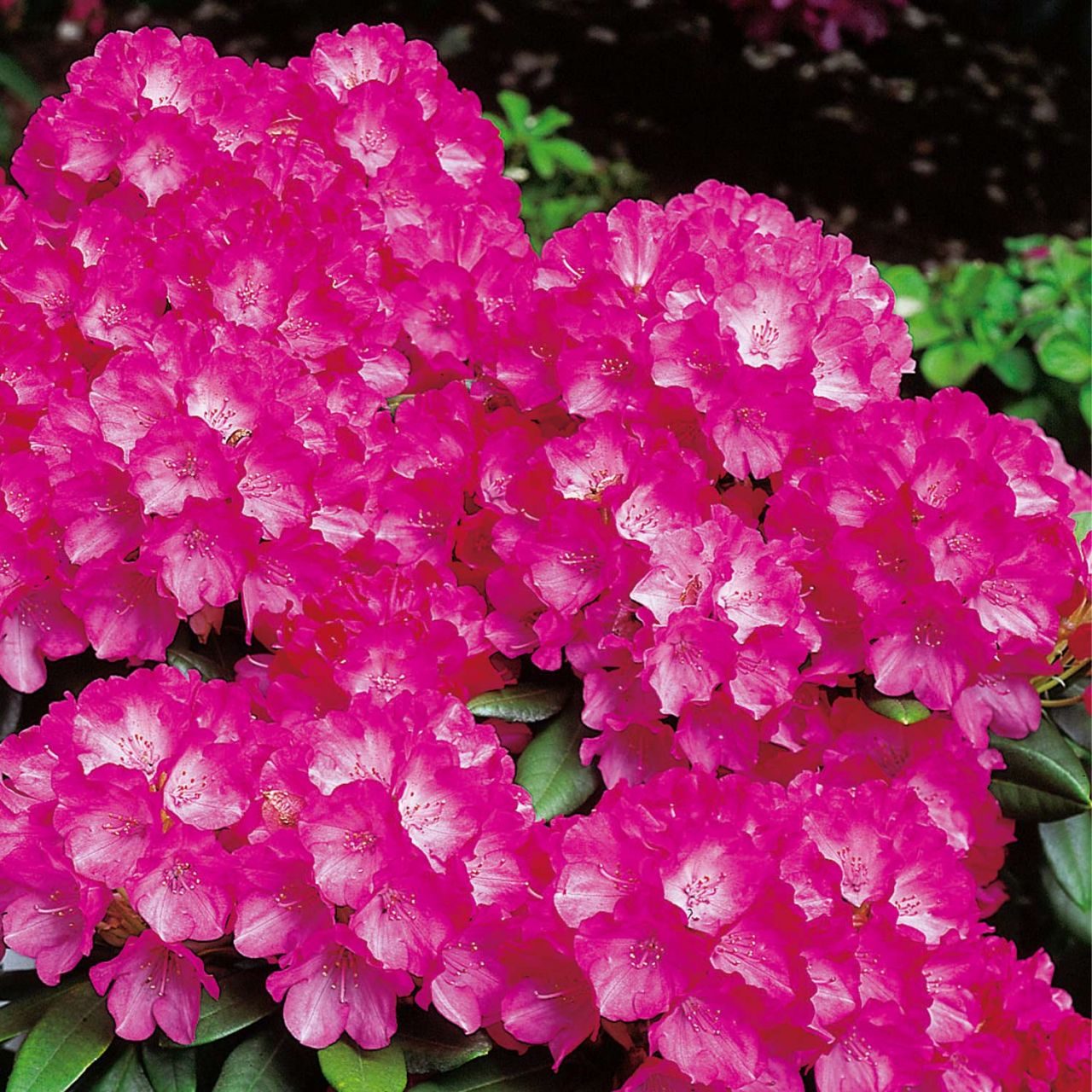Kategorie <b>Rhododendron </b> - Zwerg-Ball-Rhododendron 'Morgenrot' - Rhododendron yakushimanum 'Morgenrot''