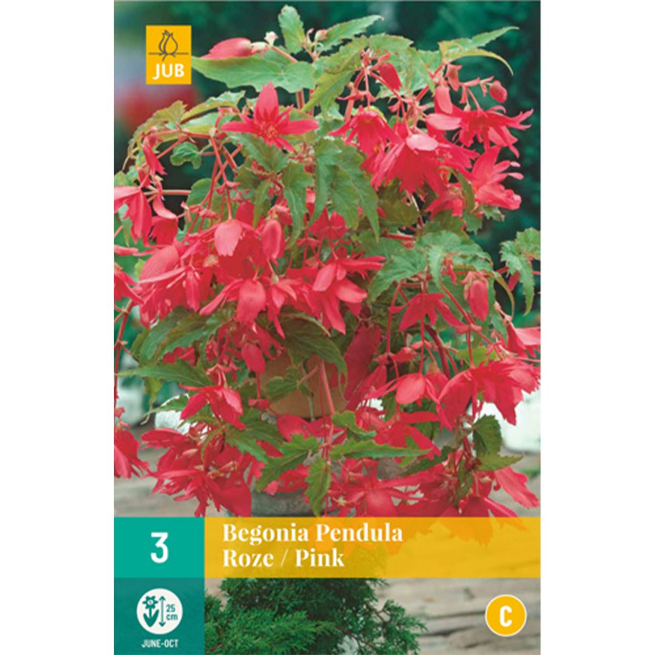Kategorie <b>Frühlings-Blumenzwiebeln </b> - Hängebegonie 'Pendula Pink' - 3 Stück - Begonia Pendula 'Pink'