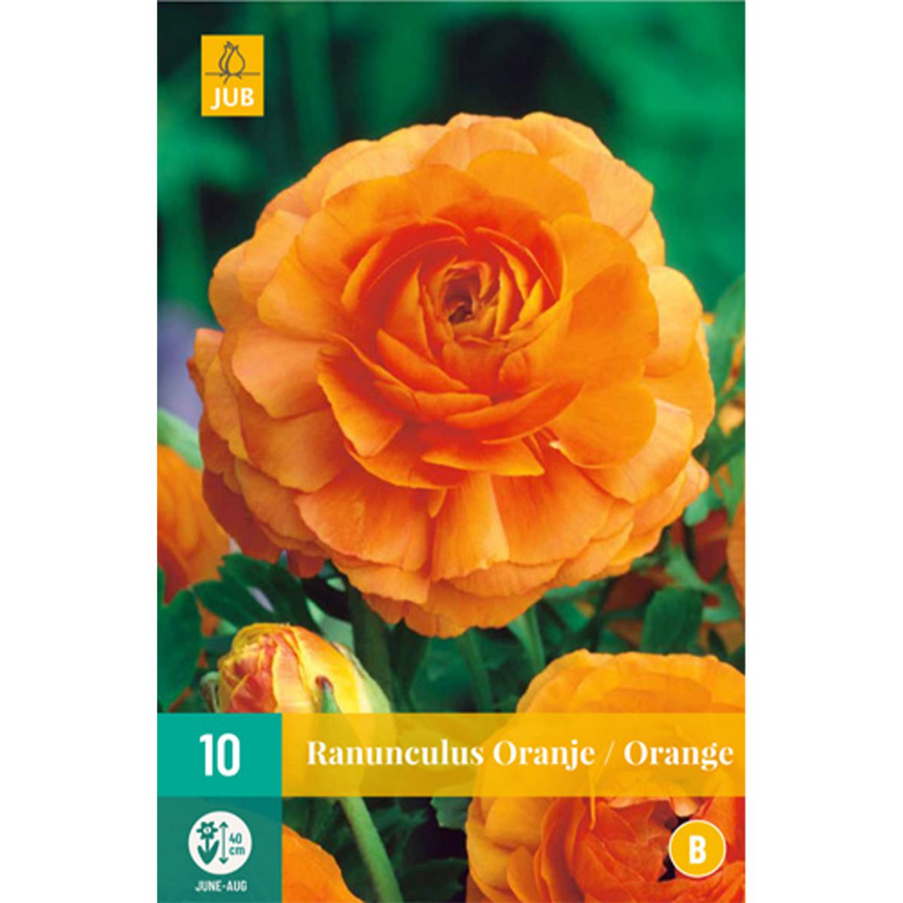 Kategorie <b>Frühlings-Blumenzwiebeln </b> - Ranunkeln 'Orange' - 10 Stück - Ranunculus 'Orange'