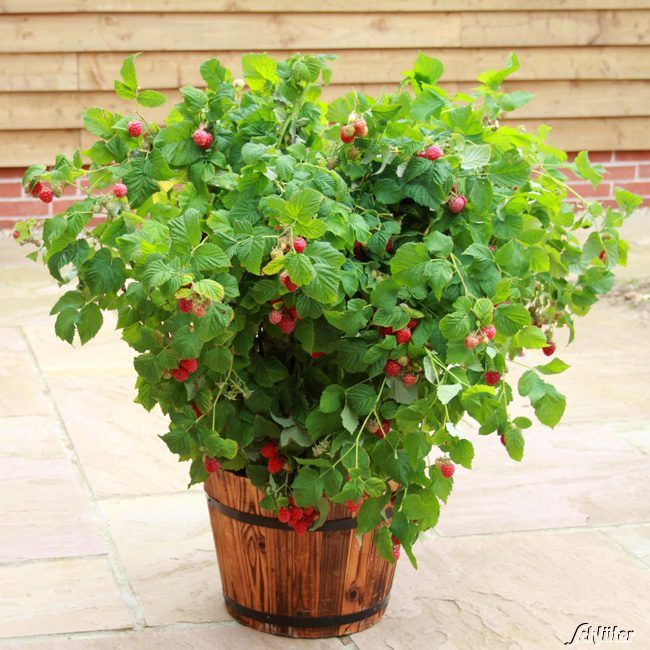 Kategorie <b>Beeren </b> - Topf-Himbeere 'Ruby Beauty' - Rubus idaeus 'Ruby Beauty'