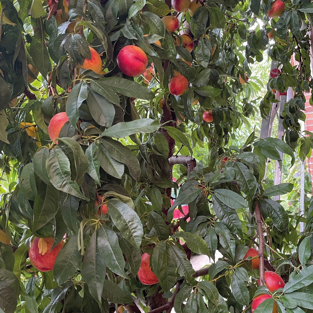Kategorie <b>Sonstige Früchte </b> - Nektarine 'Independence' - Prunus persica var. nucipersica 'Independence'