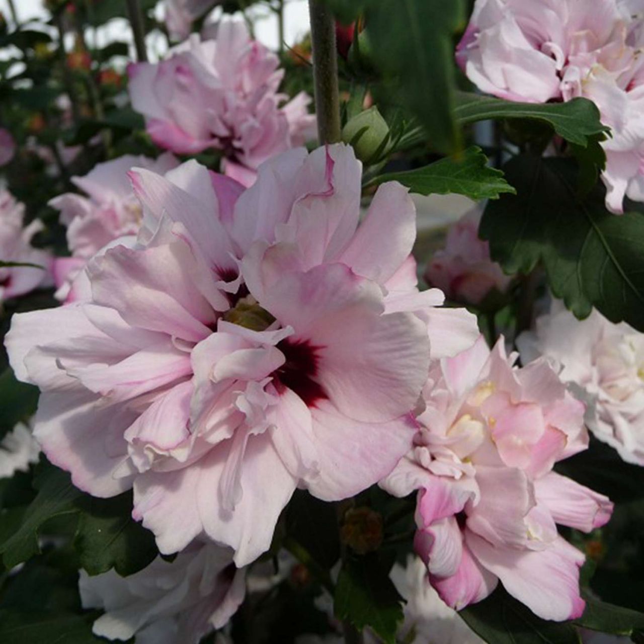 Kategorie <b>Blütensträucher und Ziergehölze </b> - Garteneibisch 'Pink Chiffon' - 