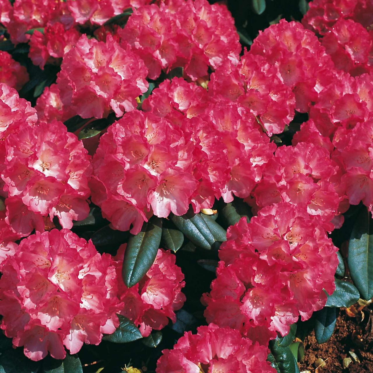 Ball-Rhododendron 'Fantastica' - Rhododendron yakushimanum 'Fantastica'