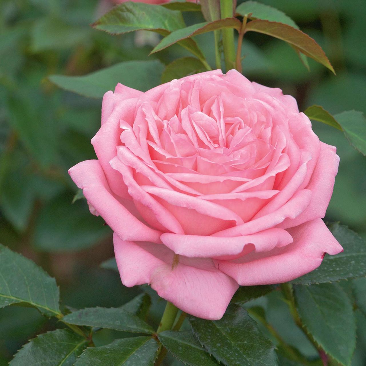 Kategorie <b>Duftrosen </b> - Duftende Strauchrose 'La Rose de Molinard' - Rosa 'La Rose de Molinard'