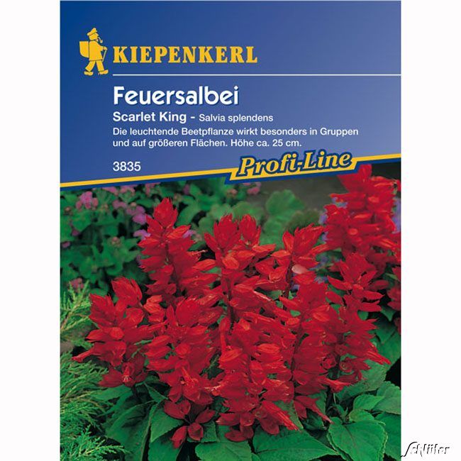 Kategorie <b>Blumensamen </b> - Salbei (Feuersalbei) 'Scarlet King' - Salvia splendens