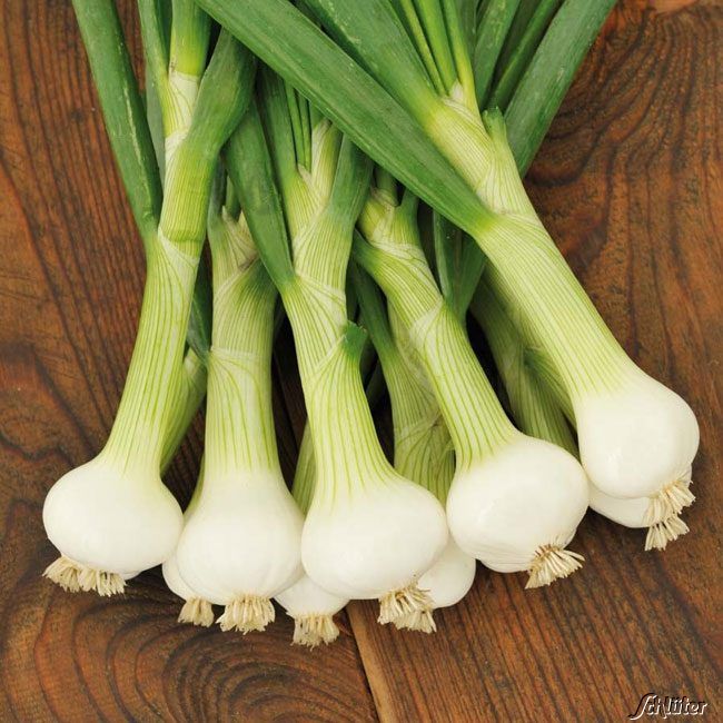 Kategorie <b>Gemüse-Samen </b> - Zwiebeln 'La Reine / Weiße Königin' - Allium cepa