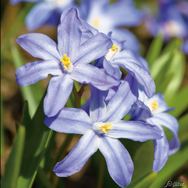 Kategorie <b>Herbst-Blumenzwiebeln </b> - Blauer Schneeglanz - 25 Zwiebeln - Chionodoxa luciliae