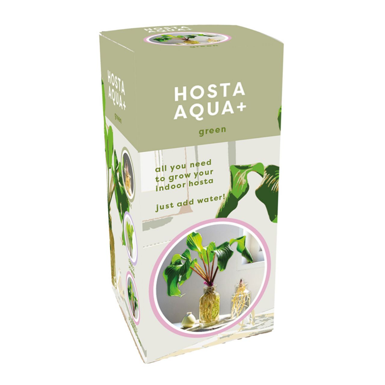 Kategorie <b>Stauden </b> - Grüne Hosta im Glas - Hosta Aqua + Green - with glass