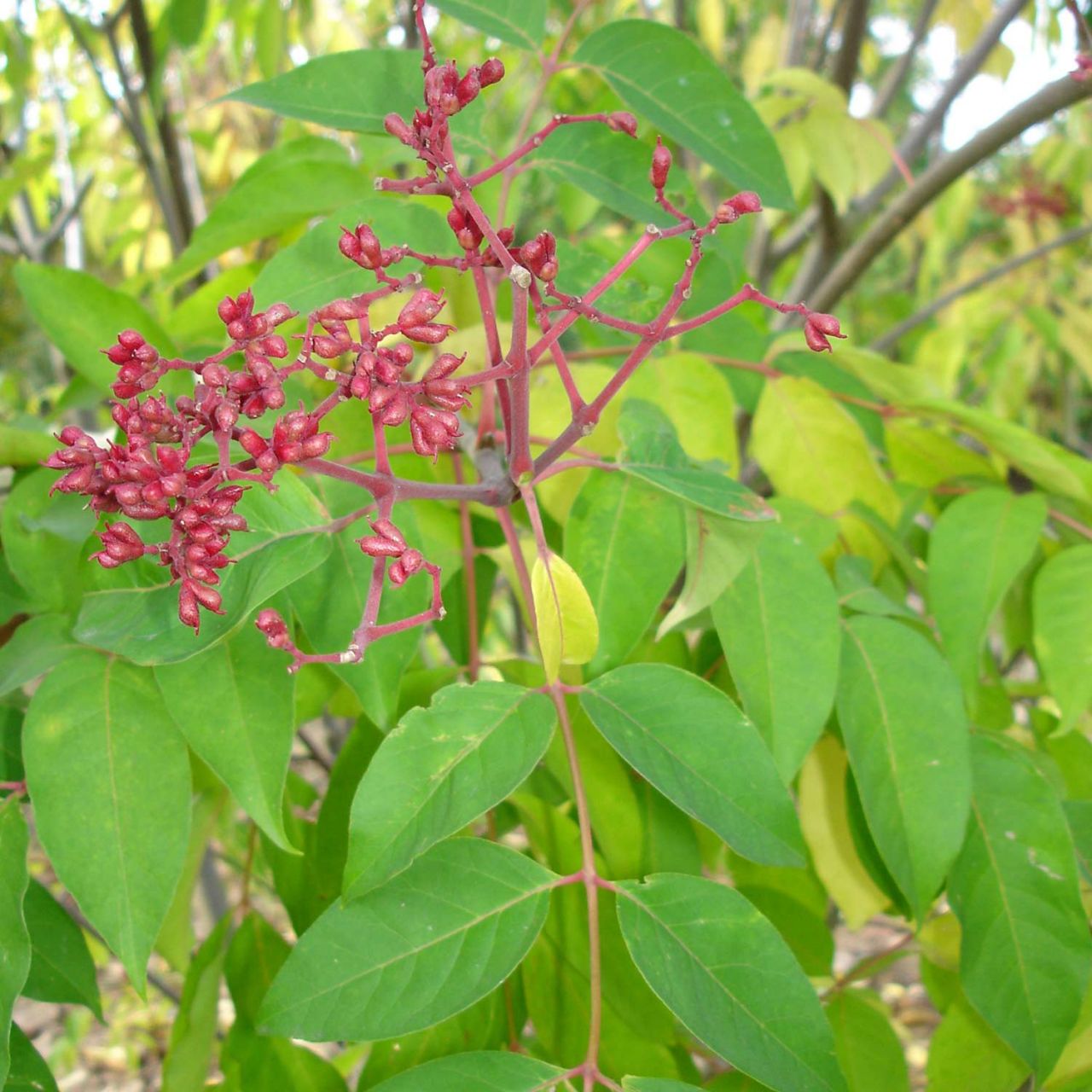 Bienenbaum - Duftraute - Euodia daniellii