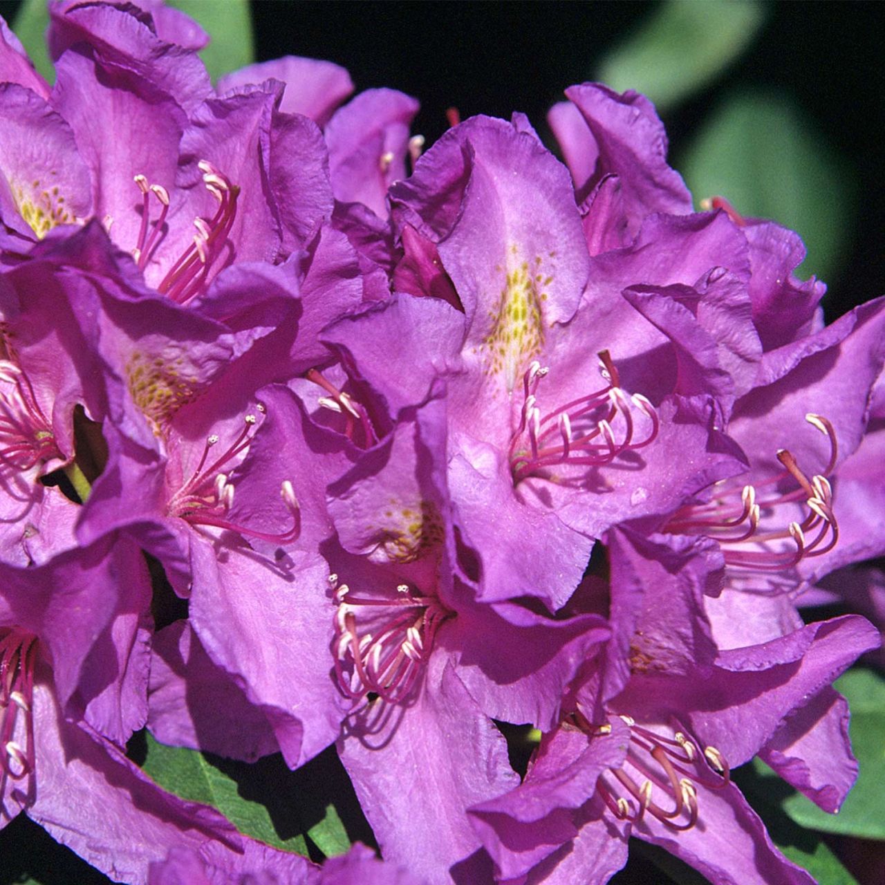 Kategorie <b>Rhododendron </b> - Rhododendron 'Catawbiense Grandiflora' - Rhododendron Hybride 'Catawbiense Grandiflora'