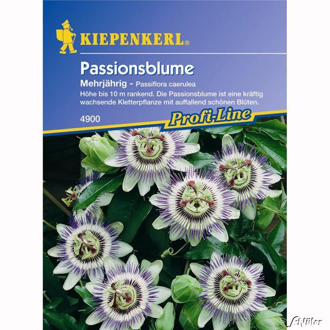 Kategorie <b>Blumensamen </b> - Passionsblume - Passiflora caerulea