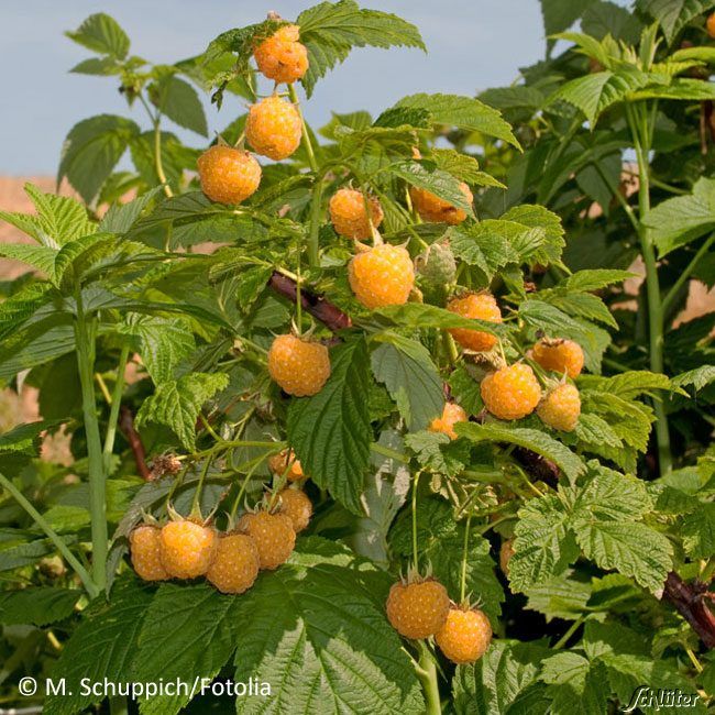 Kategorie <b>Beeren </b> - Sommerhimbeere 'Twoface' - Rubus idaeus 'Poranna Rosa®'