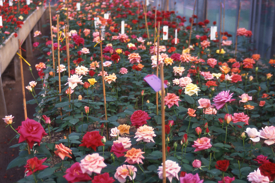 10stk  Rot Rosen Samen Charming Rose Bush Samen Seltene Liebhaber Seed Garten! 