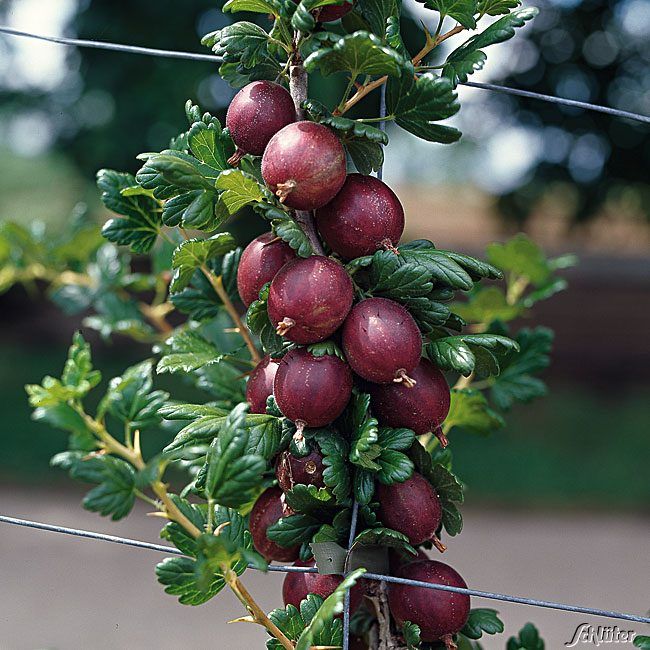 Kategorie <b>Beeren </b> - Stachelbeere 'Remarka®' - Ribes uva-crispa 'Remarka®'