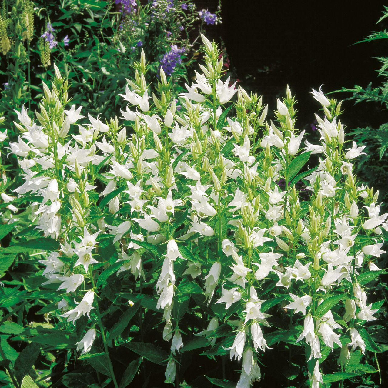  Wald-Glockenblume weiß - Campanula latifolia var. macrantha