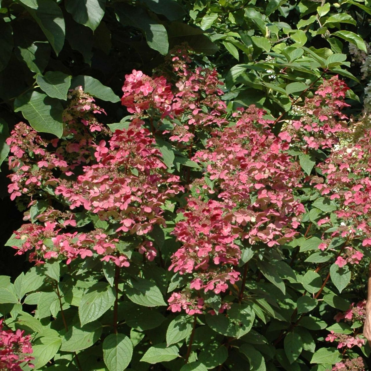 Kategorie <b>Blütensträucher und Ziergehölze </b> - Rispenhortensie 'Wim's Red®' - Hydrangea paniculata 'Wim's Red®'