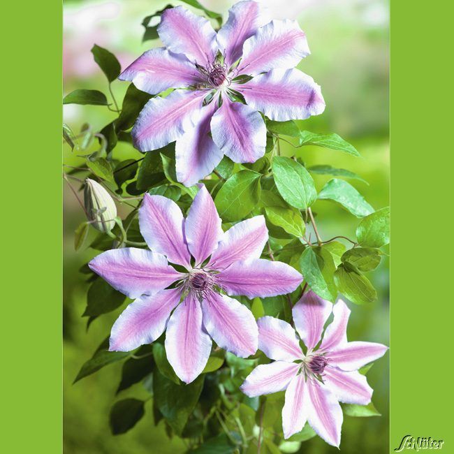 Kategorie <b>Kletterpflanzen </b> - Clematis 'Nelly Moser' - Clematis Hybride 'Nelly Moser'