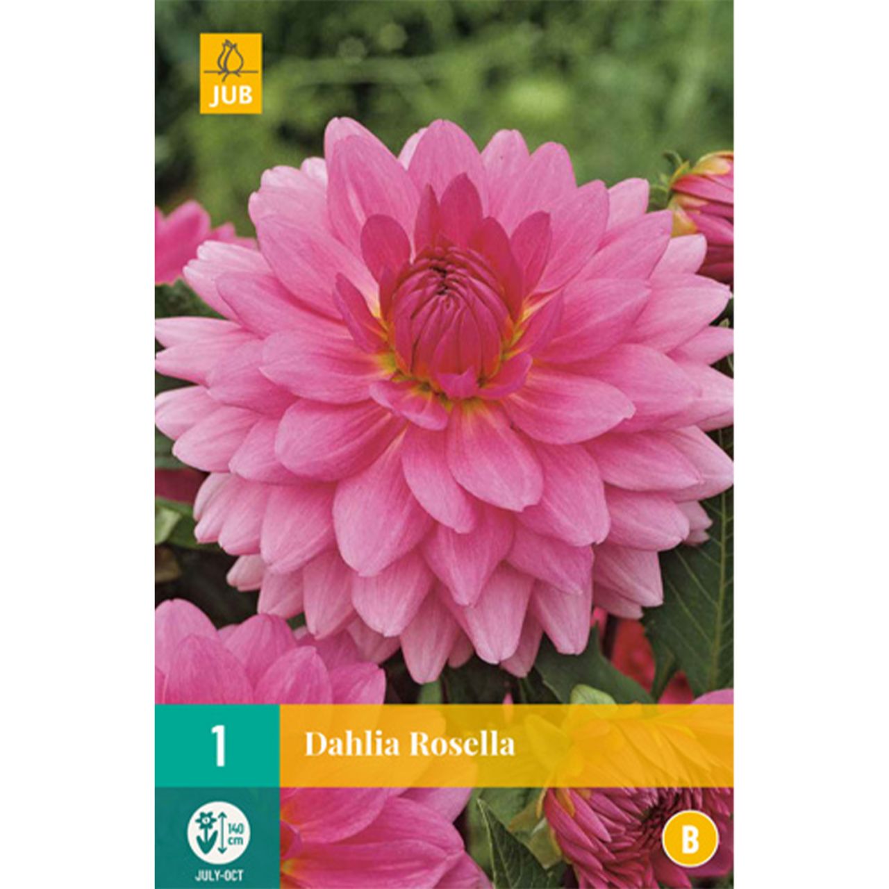 Kategorie <b>Frühlings-Blumenzwiebeln </b> - Schmuckdahlie 'Rosella' - 1 Stück - Dahlia 'Rosella'