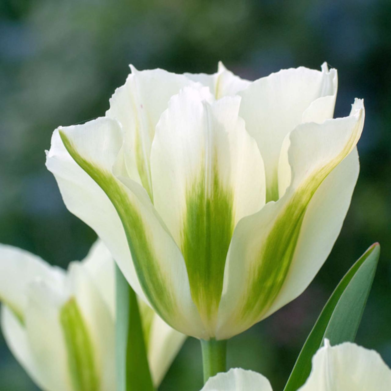 Kategorie <b>Herbst-Blumenzwiebeln </b> - Viridiflora Tulpe 'Spring Green' - 7 Stück - Tulipa viridiflora 'Spring Green'