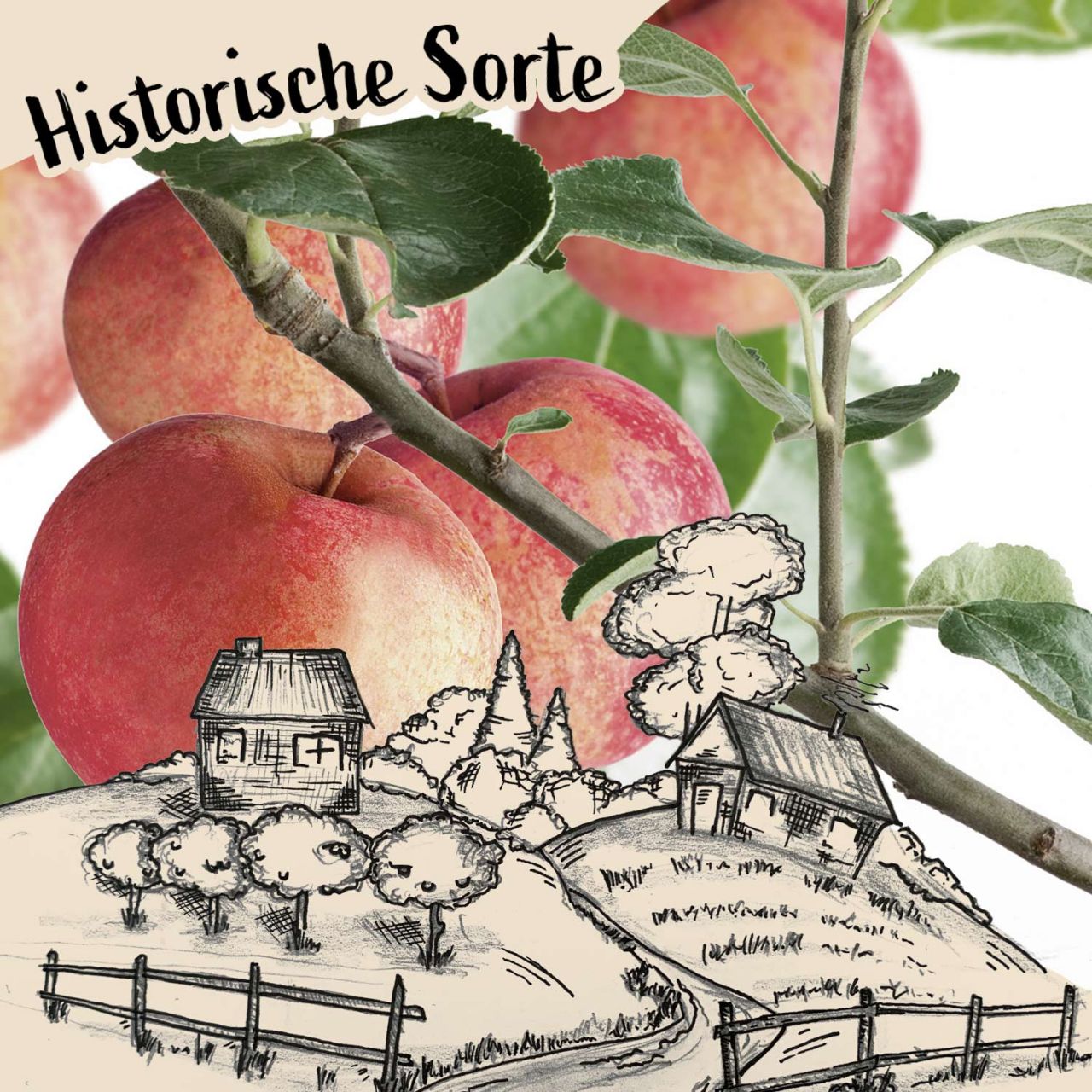 Herbstapfel ‚Schöner aus Haseldorf‘
