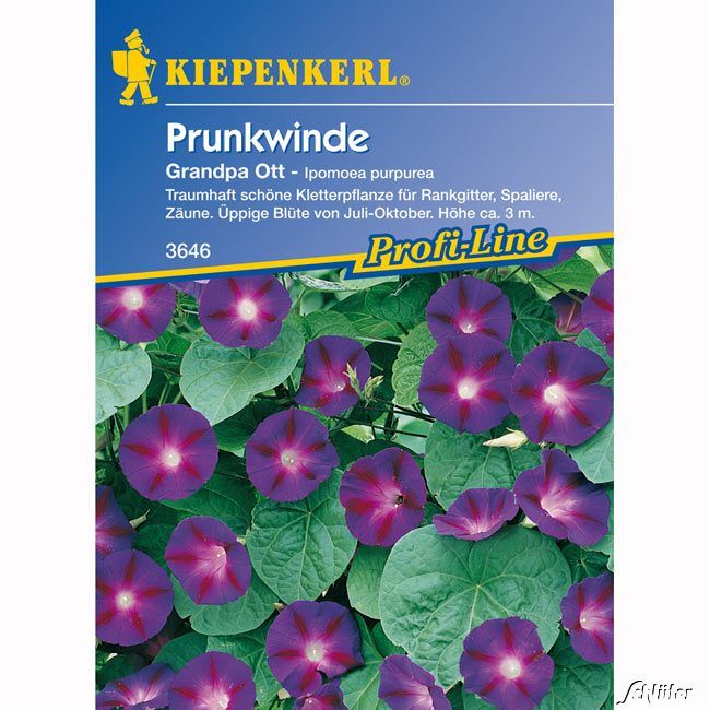 Kategorie <b>Blumensamen </b> - Winde (Prunkwinde) 'Grandpa Ott' - Ipomoea purpurea