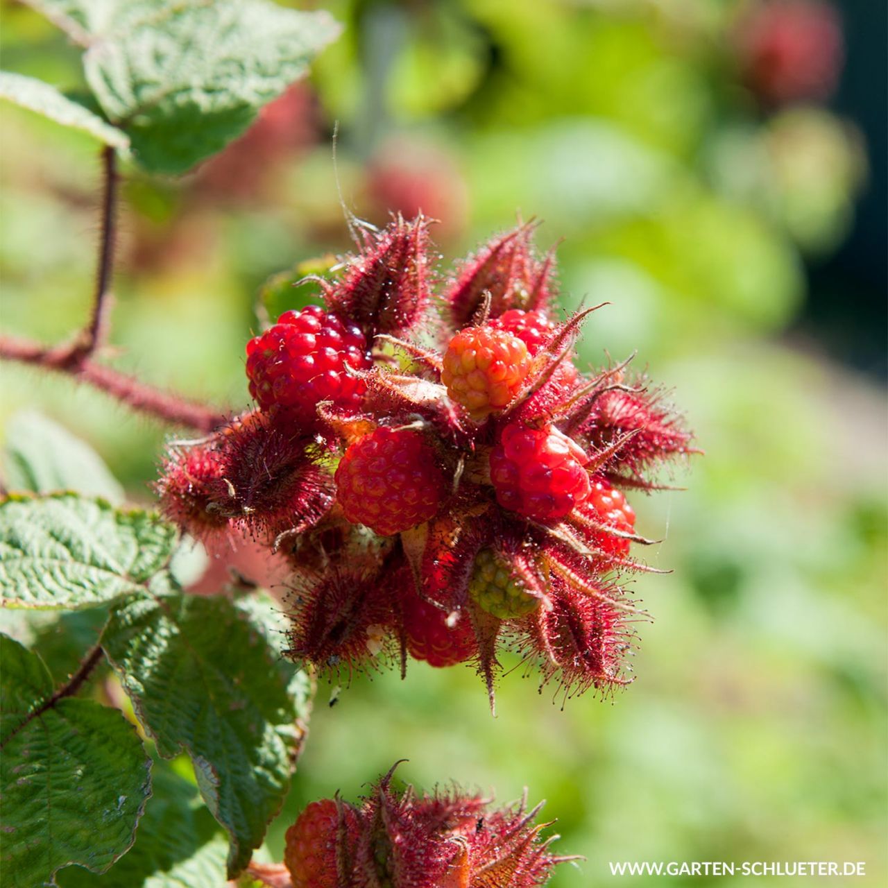Kategorie <b>Beeren </b> - Japanische Weinbeere / Rotborstige Himbeere - Rubus phoenicolasius