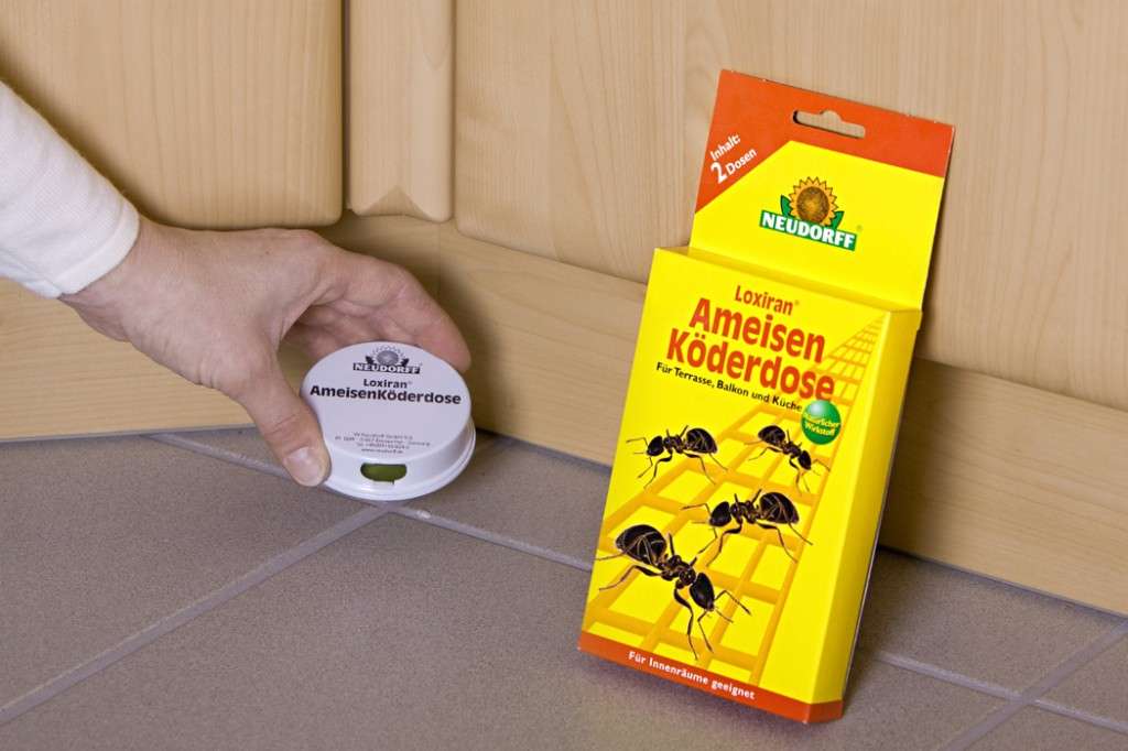 Ameisen bekämpfen - die nützlichen Schädlinge | Allgemein | Ratgeber