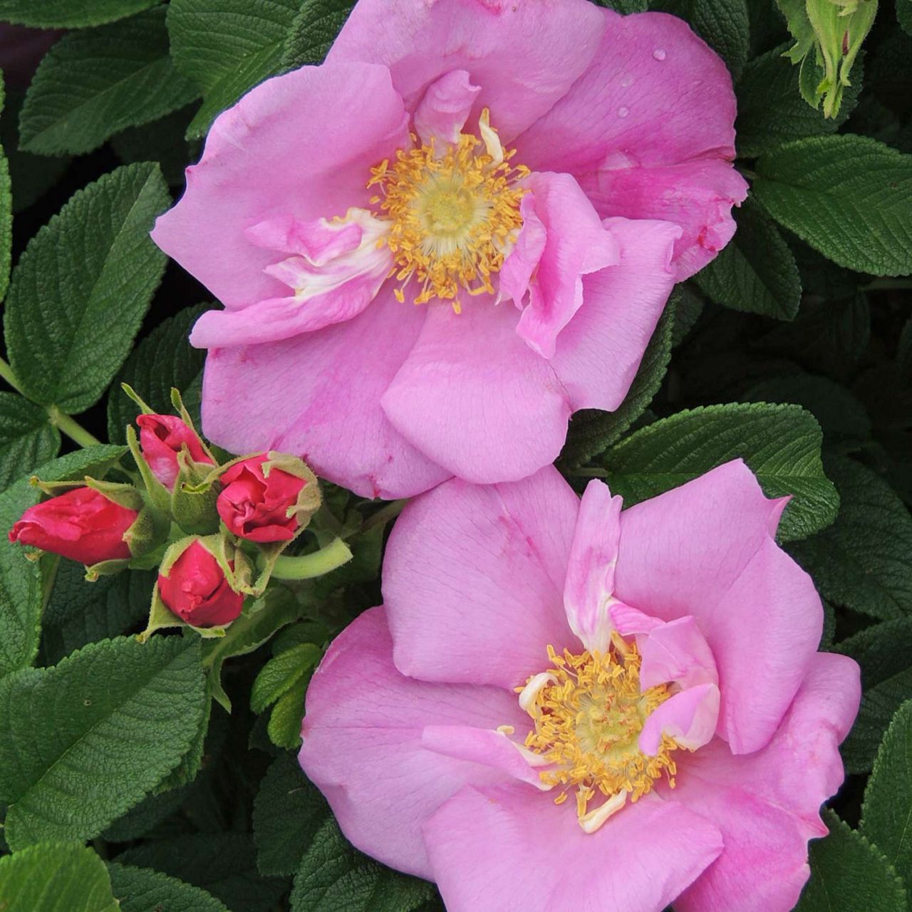 Kategorie <b>Hecken </b> - Apfelrose/Hagebutte 'Angelia Pink' - Rosa rugosa 'Angelia Pink'
