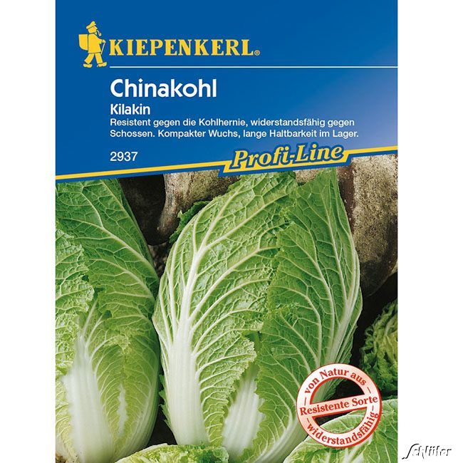 Kategorie <b>Gemüse-Samen </b> - Chinakohl 'Kilakin' F1 - Brassica rapa ssp. pekinensis
