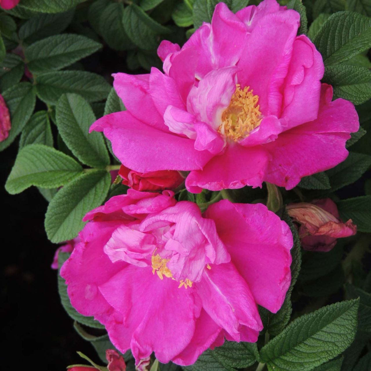 Kategorie <b>Hecken </b> - Apfelrose/Hagebutte 'Angelia Purple' - Rosa rugosa 'Angelia Purple'