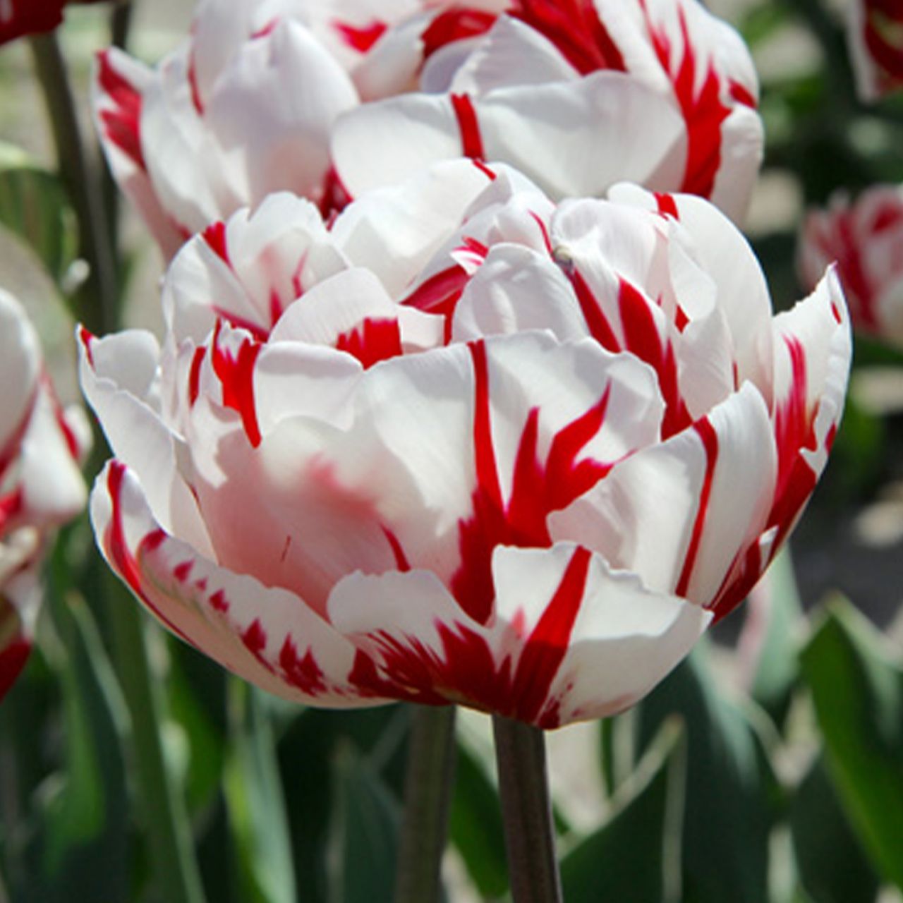 Kategorie <b>Herbst-Blumenzwiebeln </b> - Gefüllte späte Tulpe 'Carneval de Nice' - 5 Stück - Tulipa 'Carneval de Nice'