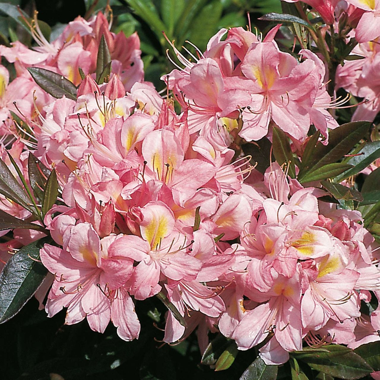Kategorie <b>Azaleen </b> - Duft-Azalee 'Juniduft' - Rhododendron viscosum 'Juniduft'