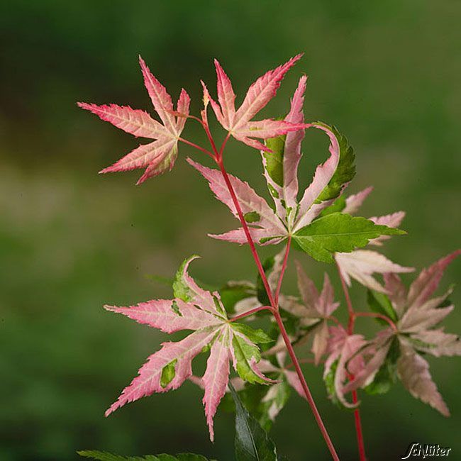  Dreifarben-Fächerahorn 'Oridono nischiki' - Acer palmatum Oridono nischiki
