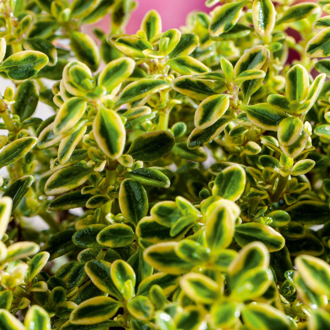 Kategorie <b>Kräuter- und Teepflanzen </b> - Thymian 'Golden Dwarf' - Thymus citriodorus 'Golden Dwarf'
