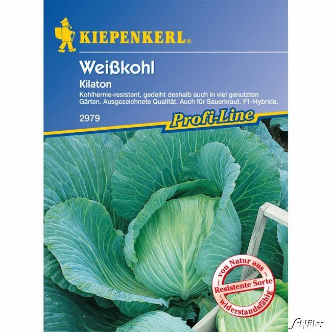 Kategorie <b>Gemüse-Samen </b> - Weißkohl 'Kilaton' - Brassica oleracea var. capitata f. alba
