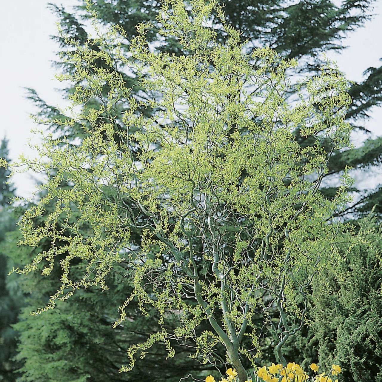 Kategorie <b>Wildbäume u. Wildsträucher </b> - Korkenzieherweide 'Tortuosa' - Salix matsudana 'Tortuosa'