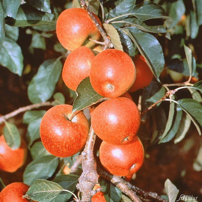  Apfel 'Roter James Grieve' auch 'Rubin' - Malus 'Roter James Grieve'